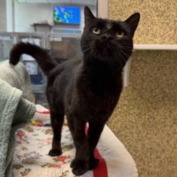 Phoebe -  Domestic Short Hair Cat for Adoption in Merriam, Kansas - Phoebe | PetCurious