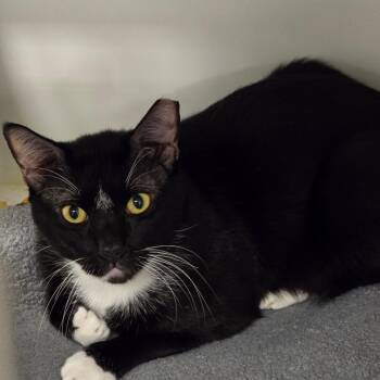 Mateo -  Domestic Short Hair Cat for Adoption in West Palm Beach, Florida - Mateo | PetCurious