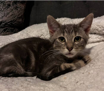 Rescue Domestic Short Hair Cats for Adoption in Wheaton, Illinois - Nestor | PetCurious