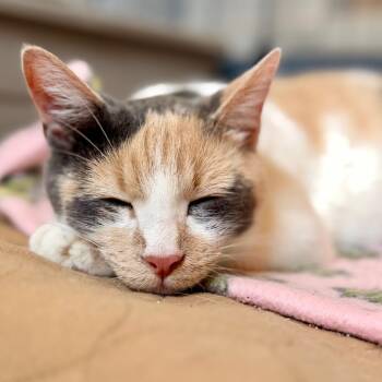 Zorarena -  Domestic Short Hair Cat for Adoption in Green Bay, Wisconsin - Zorarena | PetCurious