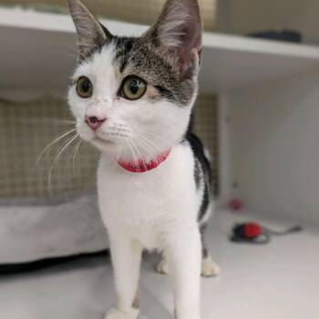 Tajin -  Domestic Short Hair Cat for Adoption in Buffalo, New York - Tajin | PetCurious