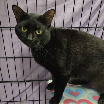 Figaro -  Domestic Short Hair Cat for Adoption in Mokena, Illinois - Figaro | PetCurious