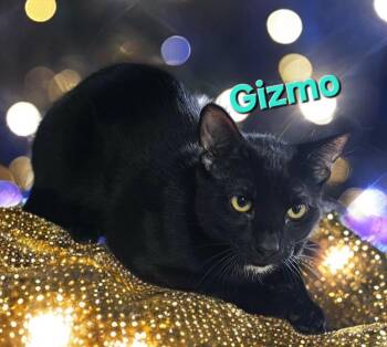 Domestic Short Hair Cats Available for Adoption in Jim Thorpe, Pennsylvania - Gizmo | PetCurious
