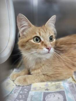 Mezzo -  Domestic Medium Hair and Domestic Short Hair Cat for Adoption in Westland, Michigan - Mezzo | PetCurious