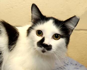Delilah -  Domestic Long Hair Cat for Adoption in Euclid, Ohio - Delilah | PetCurious