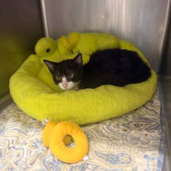 Gucci -  Domestic Short Hair Cat for Adoption in Stephenville, Texas - Gucci | PetCurious
