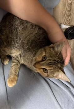 Rescue Domestic Short Hair Cats for Adoption in Clymer, Pennsylvania - Lilith | PetCurious