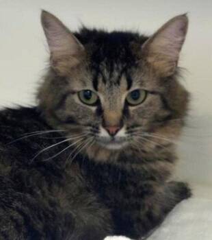 Lolly -  Domestic Medium Hair and Tabby Cat for Adoption in Greenfield, Indiana - Lolly | PetCurious