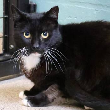 Domestic Short Hair Cats Available for Adoption - Mr. Tux | PetCurious