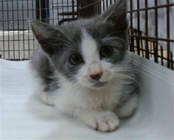 Domestic Short Hair Cats Available for Adoption in Doral, Florida - CHILI | PetCurious
