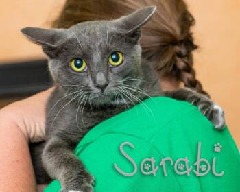 Sarabi -  Domestic Short Hair Cat for Adoption in Somerset, Pennsylvania - Sarabi | PetCurious