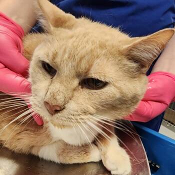 Whitey -  Domestic Short Hair Cat for Adoption in Greenville, South Carolina - Whitey | PetCurious