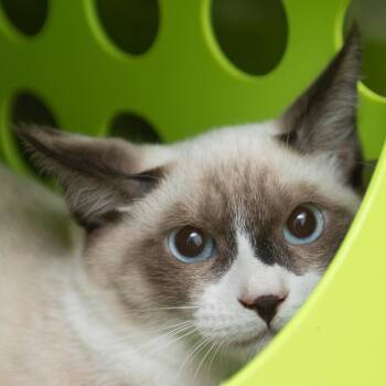 Bandit -  Domestic Short Hair Cat for Adoption in Middletown, Rhode Island - Bandit | PetCurious