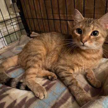 Clare -  Tabby and Calico Cat for Adoption in Newark, New Jersey - Clare | PetCurious