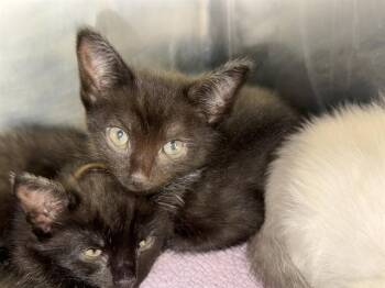 A233972 -  Domestic Short Hair Cat for Adoption in Grand Prairie, Texas - A233972 | PetCurious