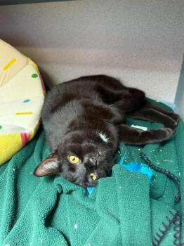 ALOE VERA WENG -  Domestic Short Hair Cat for Adoption in Aliquippa, Pennsylvania - ALOE VERA WENG | PetCurious