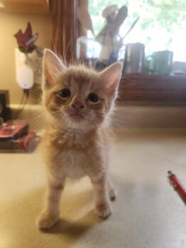 Matty  * IN FOSTER * -  Domestic Short Hair Cat for Adoption in South Bend, Indiana - Matty  * IN FOSTER * | PetCurious