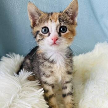 Domestic Short Hair Cats Available for Adoption - Cocoa | PetCurious