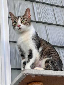 Chanteuse -  Domestic Short Hair and Tabby Cat for Adoption in Emerald Isle, North Carolina - Chanteuse | PetCurious