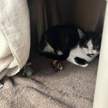 Namira -  Domestic Short Hair Cat for Adoption in Lakewood, Colorado - Namira | PetCurious