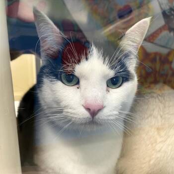 Domestic Short Hair Cats Available for Adoption - Goose | PetCurious