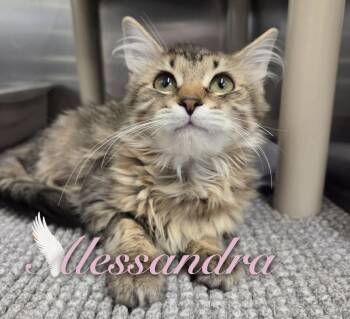 Alessandra -  Domestic Medium Hair Cat for Adoption in Nevada, Iowa - Alessandra | PetCurious