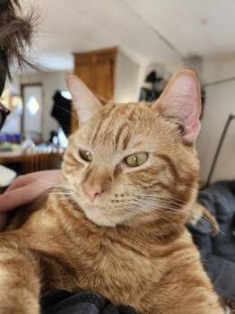 Domestic Short Hair Cats Available for Adoption - Small Fry | PetCurious