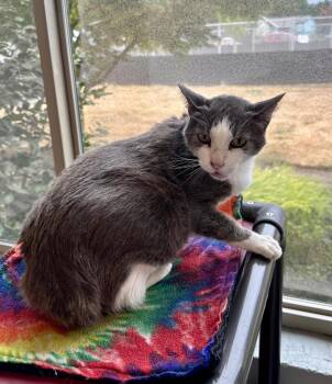 Hercury -  Domestic Short Hair Cat for Adoption in Newberg, Oregon - Hercury | PetCurious