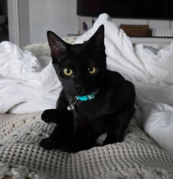 Courtney -  Domestic Short Hair Cat for Adoption in Millcreek, Utah - Courtney | PetCurious