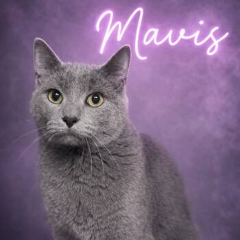 Russian Blue Cats Available for Adoption in Valley Falls, Kansas - Mavis | PetCurious