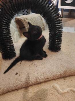 Elia -  Domestic Short Hair Cat for Adoption in Buford, Georgia - Elia | PetCurious