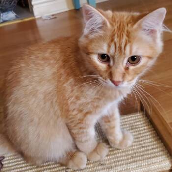 Obie Angel -  Domestic Short Hair Cat for Adoption in Eagle Mountain, Utah - Obie Angel | PetCurious