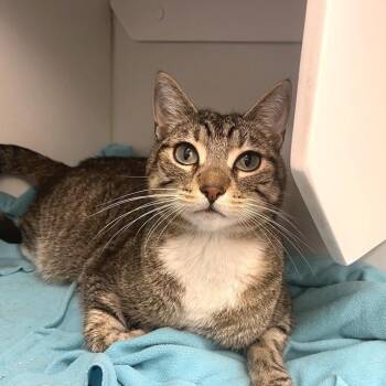 Domestic Short Hair Cats Available for Adoption in Los Angeles, California - Fiora | PetCurious