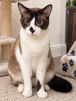 Stromboli Napa -  Siamese and Snowshoe Cat for Adoption in Napa, California - Stromboli Napa | PetCurious