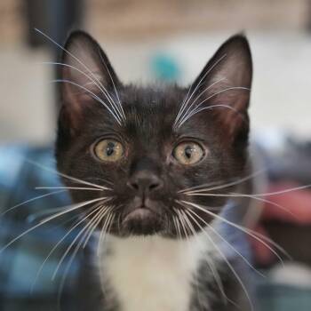 Domestic Short Hair Cats Available for Adoption in Aiken, South Carolina - Mini Moo 62923 | PetCurious