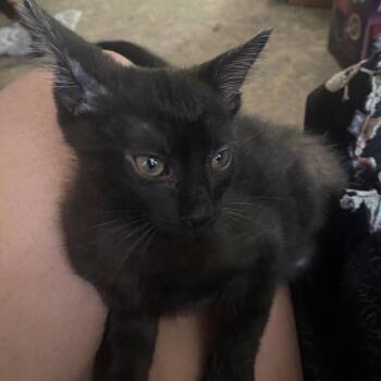 SIREN -  Domestic Medium Hair Cat Available for Adoption in Lucedale, Mississippi - SIREN | PetCurious