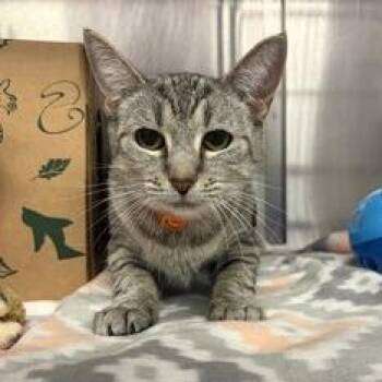 Ingrid -  Domestic Short Hair and Mixed Breed Cat for Adoption in Ashtabula, Ohio - Ingrid | PetCurious