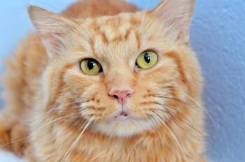 Harry -  Domestic Medium Hair and Tiger Cat for Adoption in Sanford, Florida - Harry | PetCurious