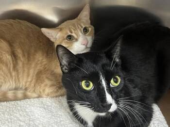 Meatballs and Honey Buns -  Domestic Short Hair Cat for Adoption in Portland, Oregon - Meatballs And Honey Buns | PetCurious
