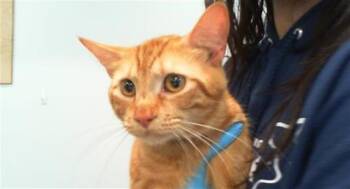 A1269264 -  Domestic Short Hair Cat for Adoption in Charlotte, North Carolina - A1269264 | PetCurious