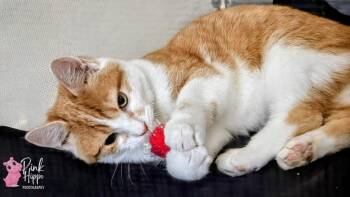 Domestic Medium Hair Cats Available for Adoption - Dipper Pines | PetCurious