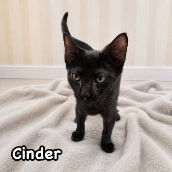 Cinder -  Domestic Short Hair Cat for Adoption in Berkeley Heights, New Jersey - Cinder | PetCurious