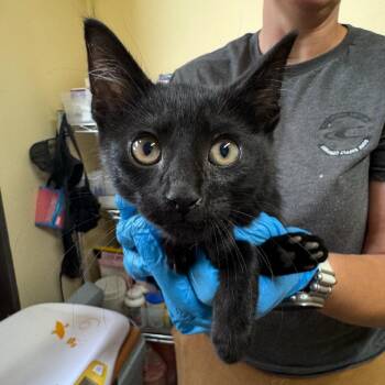 Clyde -  Domestic Short Hair Cat for Adoption in Corinth, Mississippi - Clyde | PetCurious