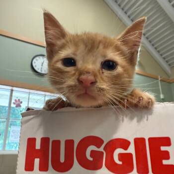 McScruffy Pants -  Domestic Short Hair Cat for Adoption in Winston-salem, North Carolina - McScruffy Pants | PetCurious
