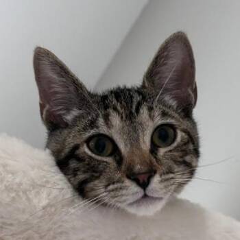 Billie -  Domestic Short Hair Cat for Adoption in Long Beach, California - Billie | PetCurious