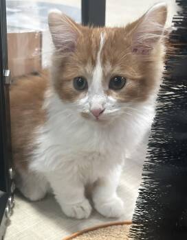 Ginger Ale -  Domestic Short Hair Cat for Adoption in Webster City, Iowa - Ginger Ale | PetCurious