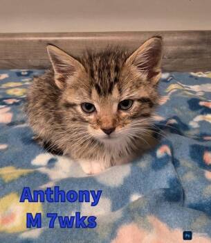 Domestic Medium Hair Cats Available for Adoption in Liberty, Missouri - Anthony | PetCurious
