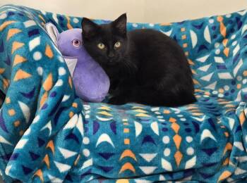 Rescue Domestic Short Hair Cats for Adoption in Bluffton, Indiana - MIdnight | PetCurious