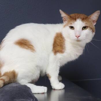 Pete -  Domestic Short Hair Cat for Adoption in Lakeland, Florida - Pete | PetCurious