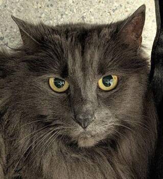 Natasha -  Domestic Long Hair and Domestic Short Hair Cat for Adoption in Eugene, Oregon - Natasha | PetCurious